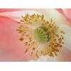 Bettlaken mit Digitaldruckkissen NATURA